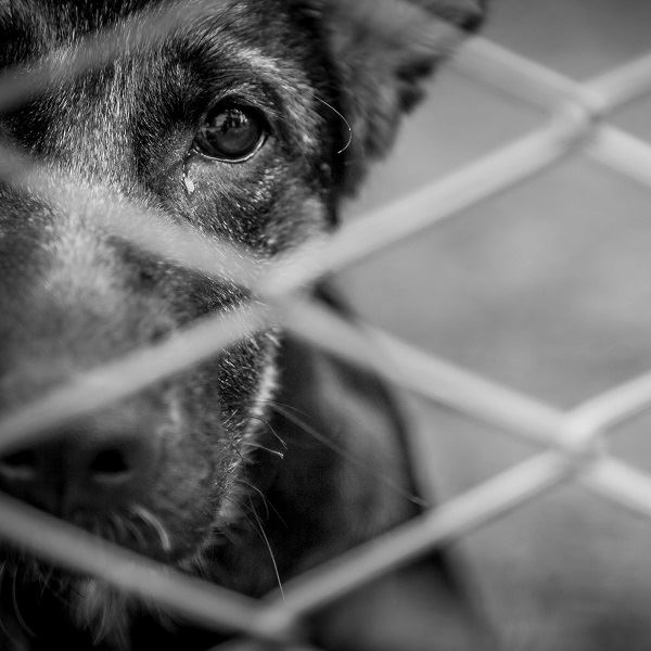 What You Need to Know About Animal Cruelty Laws in Texas